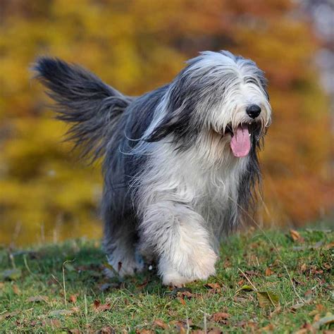 Pet owners guide to the bearded collie. - Solutions manual 4th edition by papoulis.