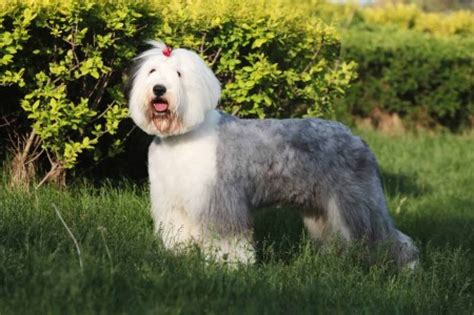 Pet owners guide to the old english sheepdog. - Color guide to pennsylvanian fossils of north texas.