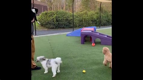 Description Pet Paradise is looking for individuals with a passion for pets to organize and manage daytime play groups a... See this and similar jobs on Glassdoor. 