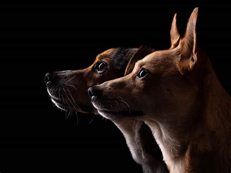 Pet photography. Things To Know About Pet photography. 