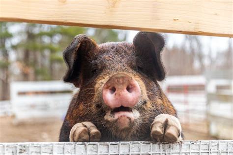 Pet pig abandoned at Boston residence finds new home in New Hampshire