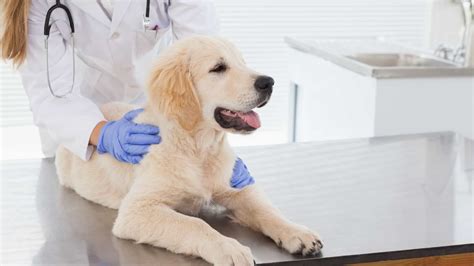 Pet puppy insurance. Things To Know About Pet puppy insurance. 