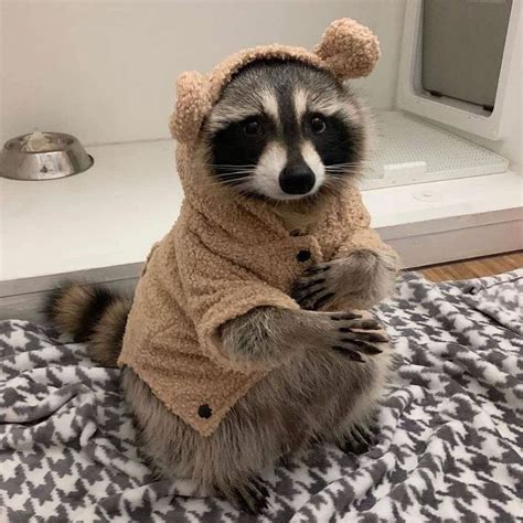 Pet raccoon. Image by: https://googleusercontent.com. A diet for pet raccoons should consist of 50% fruits and vegetables, 25% proteins, and 25% fats. Fruits and vegetables can include items such as: apples, blueberries, cantaloupe, grapes, green beans, honeydews, strawberries, sweet potatoes, and yellow squash. 