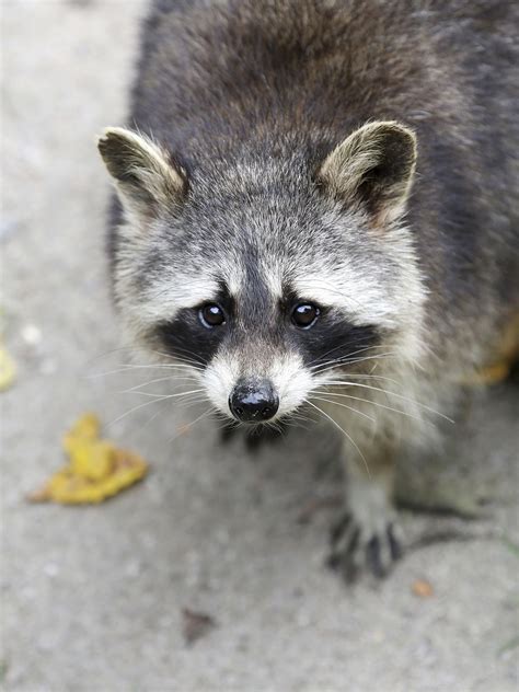 Pet raccoons. Identified by a distinctive pattern of alternating black and white rings around a large, bushy tail. Also, a unique narrow black face "mask" with two white patched above the eyes. … 