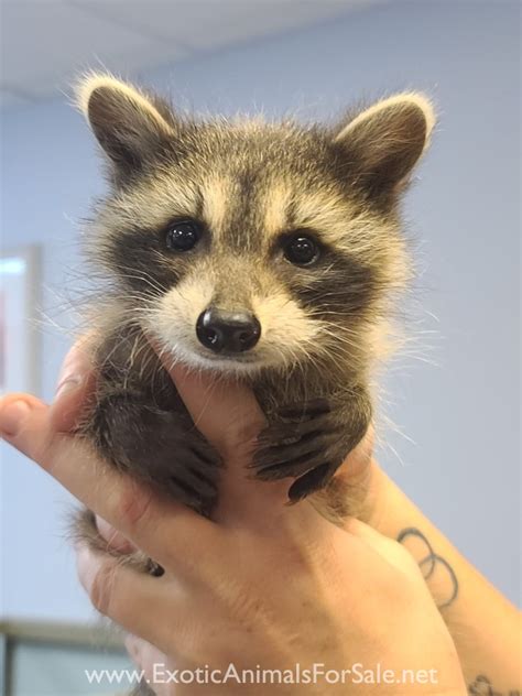 Pet raccoons for sale. Things To Know About Pet raccoons for sale. 