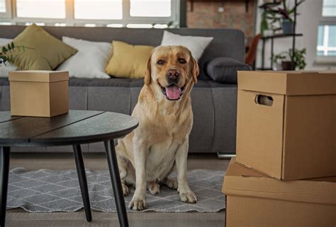 Pet relocation services. Things To Know About Pet relocation services. 