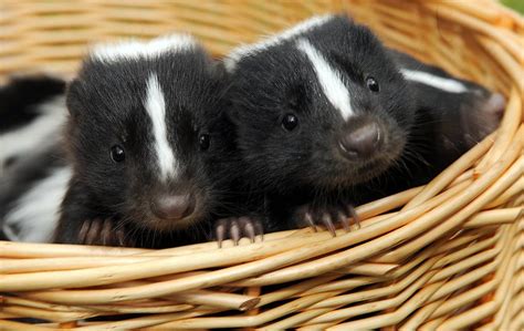 Pet skunk. The striped skunk is well known for its black and white coloration and its ability to spray a smelly secretion from scent sacs located in its hind quarters. On each side of the anus is a scent gland surrounded by muscles. When alarmed, skunks contract the muscles around the gland and spray a yellowish, nauseating musk. 