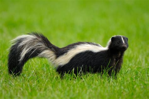 Rabies are typically found in skunks and bats in Michigan, though occasionally a family pet or stray animal can also test positive. That includes a stray dog that was found in Detroit and brought .... 
