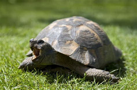 Pet tortoise. Things To Know About Pet tortoise. 