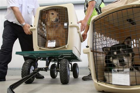 Pet transportation services. Our St. Louis pet shipping services include: Assistance with health certificates, import certificates, and other travel documents needed for animal transport. Airline approved travel kennels provided with personalized labels, identification and emergency notification instructions. Local pet taxi service to and from the airport, your home ... 