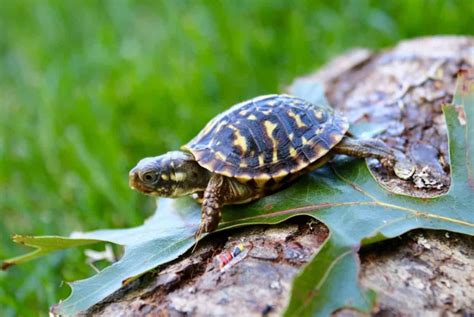 Pet turtles for sale. Things To Know About Pet turtles for sale. 
