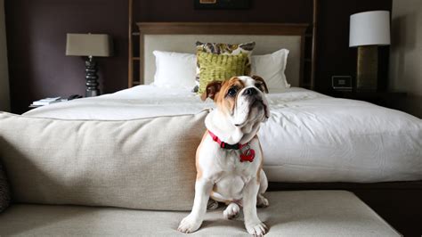 Pet-Friendly Hotels in Princeton – All Hotels that Allow Pets