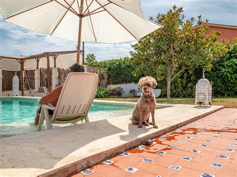 Pet-friendly airbnb. Pet-friendly home rentals with a pool ; Chalet in Weymouth. Summer Lodge. May 11 – 18 ; Apartment in Whitchurch Canonicorum. The Duck Wing, quirky dog friendly ... 