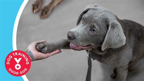 PetSmart Dog Training Store Locations - Princeton, New Jersey