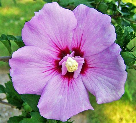 Petals (Rose of Sharon) - YouTube