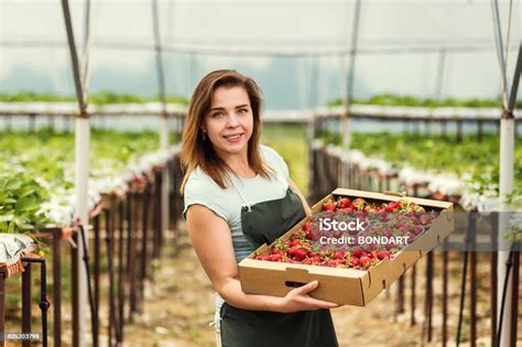 Petani stroberi foto stok