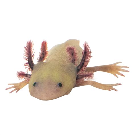 Petco axolotl. Things To Know About Petco axolotl. 