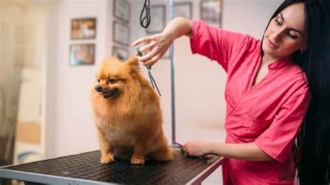 Average salaries for Petco Dog Groomer: $35,367. Petco salary trends based on salaries posted anonymously by Petco employees.. 