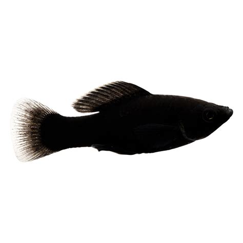 Visit Petco to find the right fish for you online and shop for both live freshwater and saltwater fish to fill your aquarium. We offer a variety of pet fish to complete any indoor …. Petco fishing