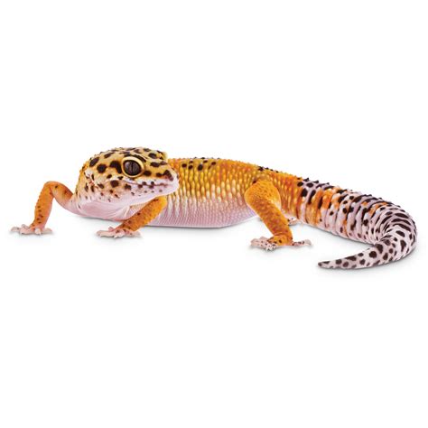 Petco leopard gecko. Things To Know About Petco leopard gecko. 