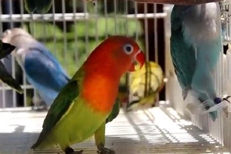 Peternak lovebird terdekat 【Foto yang mengejutkan】