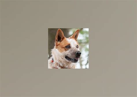 Meet Bobbi tag 38 #2 avail 5/14, a Mixed Breed Dog for adoption, 