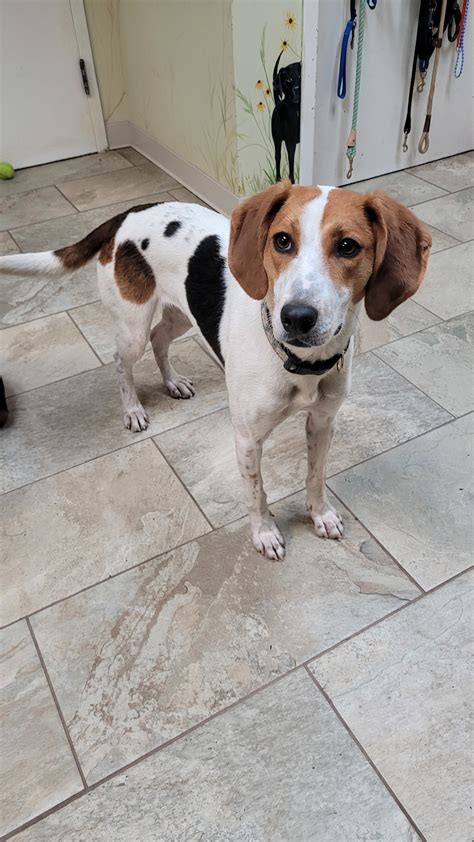 Meet Benny, a Beagle & Hound Mix Dog for adoption, at SPCA of Northern Virginia in Arlington, VA on Petfinder. Learn more about Benny today.. 