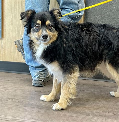 Petfinder gillette wy. Spayed / neutered. Prefers a home without Other dogs. Petfinder recommends that you should always take reasonable security steps before making online payments. Meet Rocky Rocky is a courtesy post and is not at the shelter. You can call the City of Gillette Animal Shelter for owner contact information. 