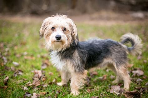 Petfinder morkie. .  <a href=https://dynamic-solution.mandar.tech/nuzvp8k...