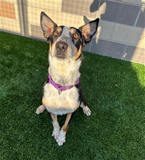 Meet Beanie, a Terrier Mix Dog for adoption, at Woods Humane Society in San Luis Obispo, CA on Petfinder. Learn more about Beanie today.. 