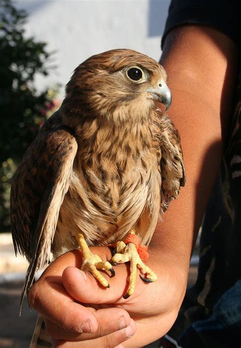 Petit Aigle