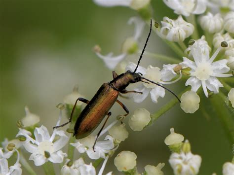 Petit Cycliste à pattes rouges - Chrysanthia geniculata Biodiv ...