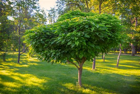 Petit arbre