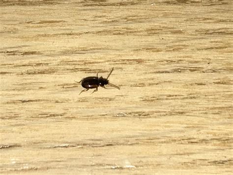 Petit insecte brun maison