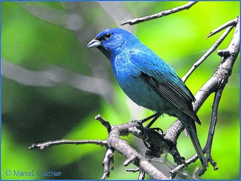 Petit oiseau bleu nom