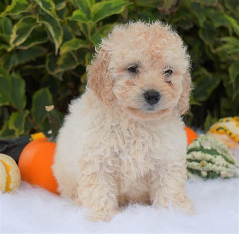 Petite Goldendoodle Puppies For Sale In Ohio