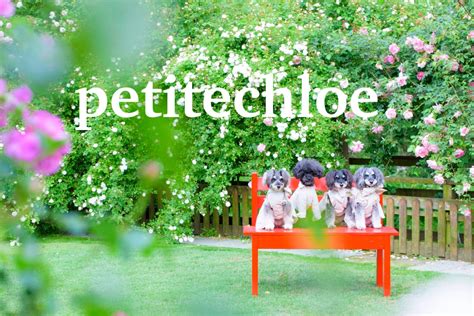Petitechloe Onlyfans Leak