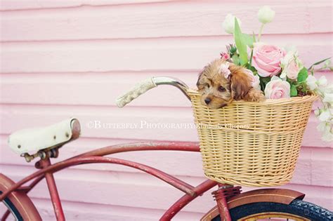 Petitecurl Leaks +18 💋