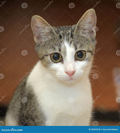 🍌 Petitekitti Onlyfans Leak PORN