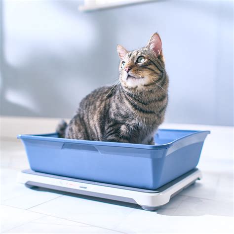 Petivity smart litter box. Tracks essential data in the FREE Petivity app and alerts you when changes may require a vet visit ; Uses AI technology to develop a unique profile for each cat in the … 