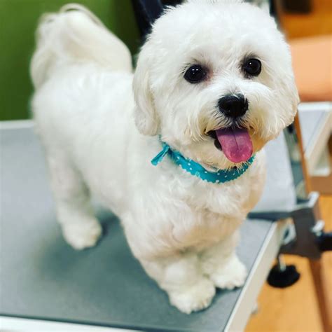 Petland rogers reviews. From cavapoos to shih tzus, we have adorable puppies for sale at our Petland Rogers, Arkansas location! Schedule an appointment today to meet your new best friend! 
