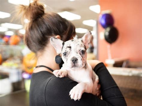 Petland tyler. Things To Know About Petland tyler. 