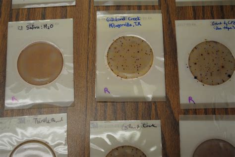 Petrifilm incubator.  Petrifilm&reg; Rapid Coliform Count Plates are designed to prov...