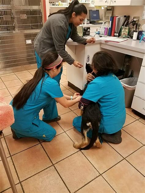 Petroglyph animal hospital. Visit Petroglyph Animal Hospital today and speak with our veterinary team for all the necessary annual dog vaccinations in Albuquerque. Contact Us: Address: 6633 Caminito Coors NW Albuquerque, NM 87120 Phone: (505) 898-8874 Fax: 505-899-5343 Hours of Operation: Mon-Fri 07:30 AM – 10:00 PM Sat-Sun 08:00 AM – … 