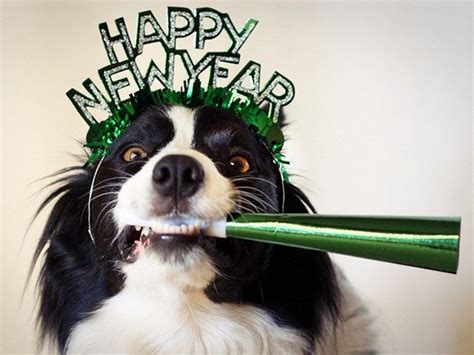 Pets Happy New Year 2014