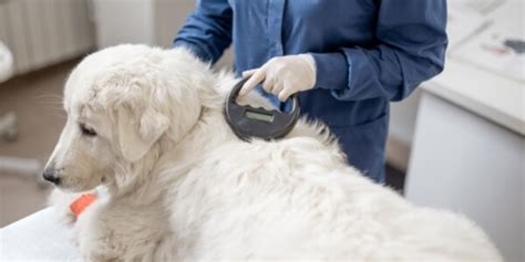 Pets With A Microchip Make Their Way Home - BlueSky Animal Hospital