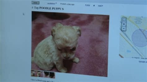 Pets craigslist dallas tx. While some pets may be available for free, many come with adoption fees to cover necessary expenses. Q3: Can I trust Craigslist for pet adoption in Dallas? 