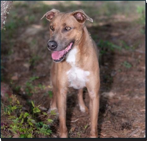 Pets for Adoption at Leesburg Humane Society, in Leesburg, FL