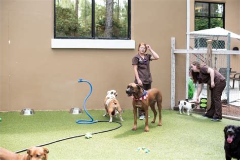 Pets r family. 1/2 German Shepherd 1/2 English Bulldog. April 12th. German Shepherds. April 25th. Olde English Bulldogges. May 2nd. 1/2 Australian Shepherd 1/2 Standard Poodle. Cavalier King Charles Spaniels. Call today to reserve your puppy with a $100 non-refundable deposit. 