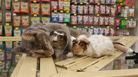 Pets supermarket. PetSmart pet stores offer quality pet products, pet food, and accessories. Find pet service locations for pet grooming, dog training, and boarding. 